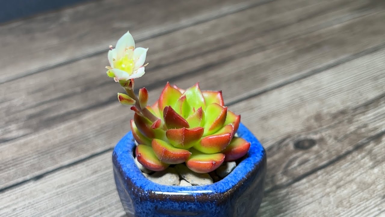 Planting Sedeveria 'Letizia' in a Mini Bonsai Pot