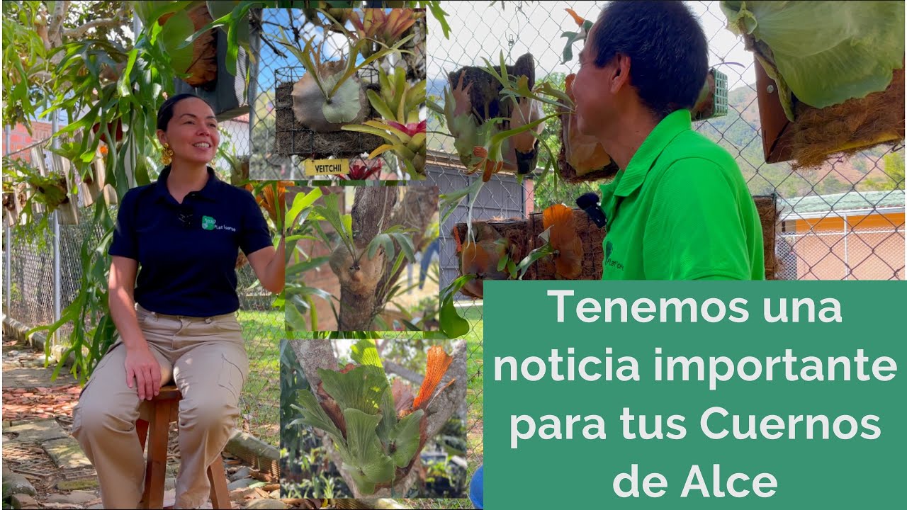 😱Tres Cuernos de Alce que no conocías🫎