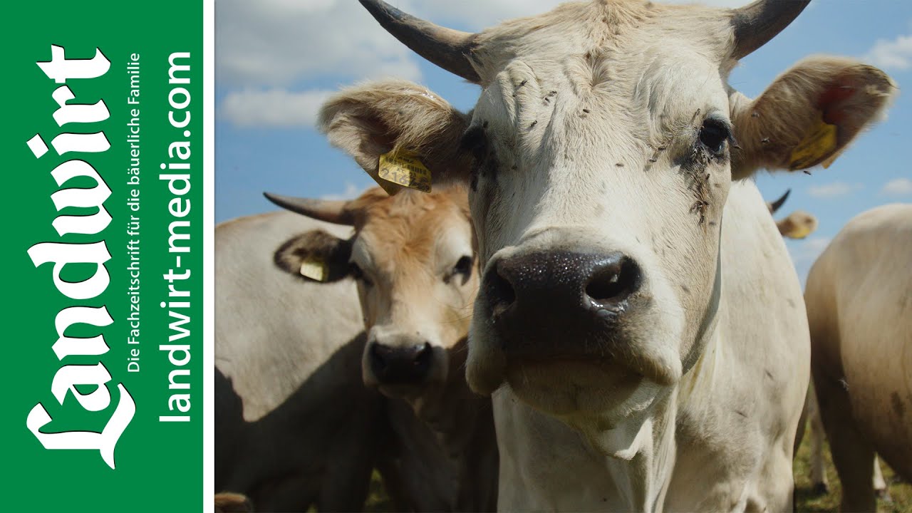 Mit Mob Grazing gegen die Trockenheit | landwirt-media.com