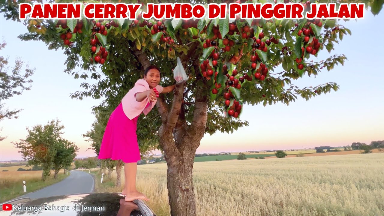 PULANG KONDANGAN LANGSUNG PANEN CERRY LIAR