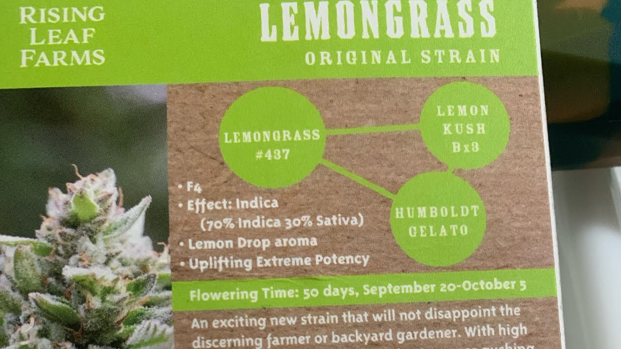 Sneaking a peek at season 3  LEMONGRASS from Humboldt seeds