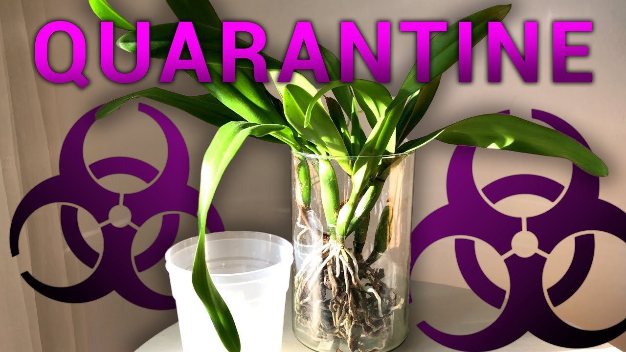 Repotting Iwanagara Apple Blossom After 1 Year In Quarantine