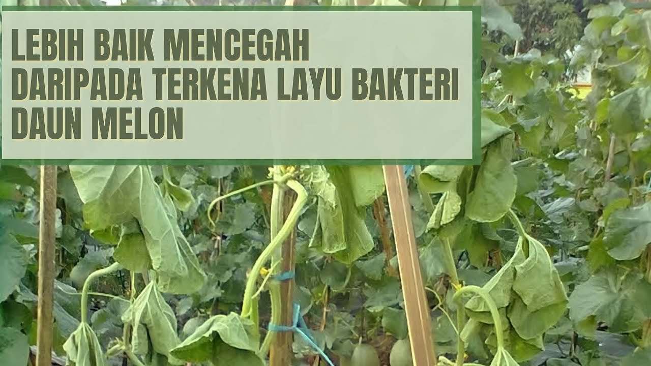 Cara Mengatasi Melon Layu Bakteri