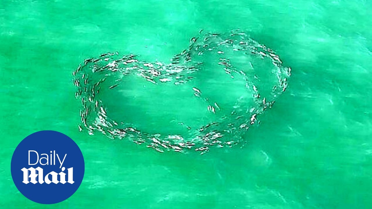 Unbelievable moment fish move through sea in the shape of a perfect love heart