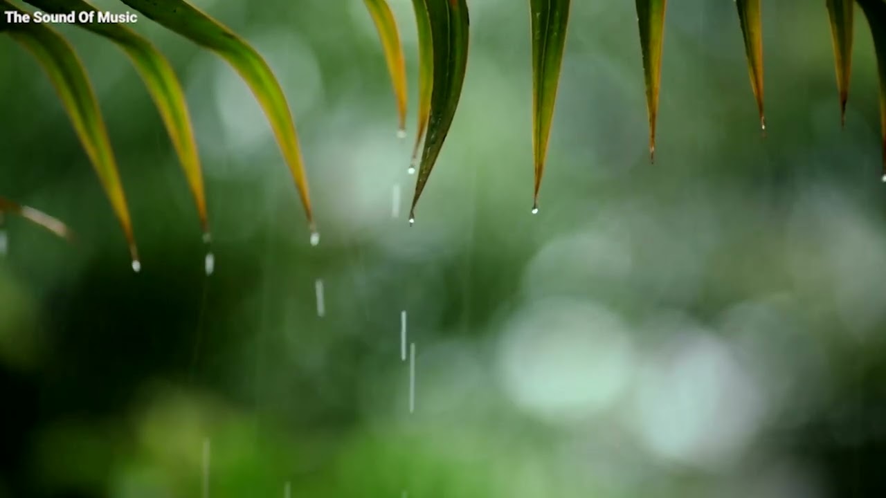 Rain Sounds & Healing Piano Music 🎵 Insomnia Music, Sleep Music, Stress Relief Music