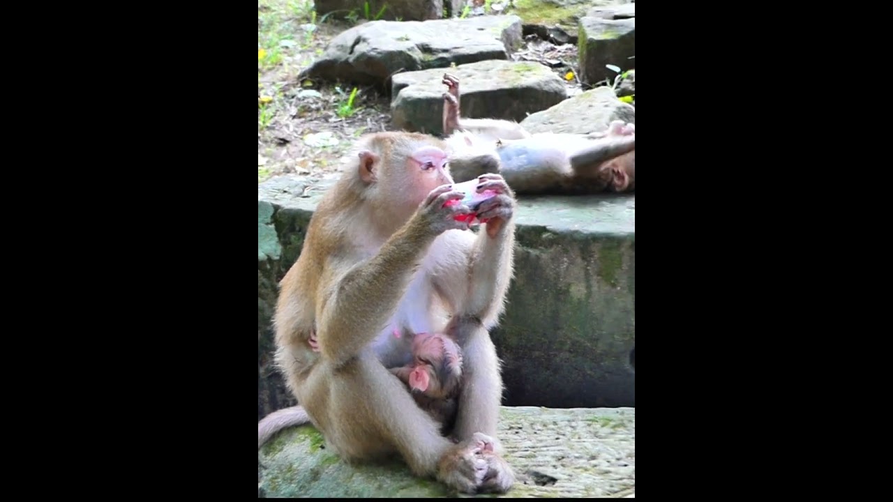 Aug-09-25 abandoned newborn , baby , monkey 022 