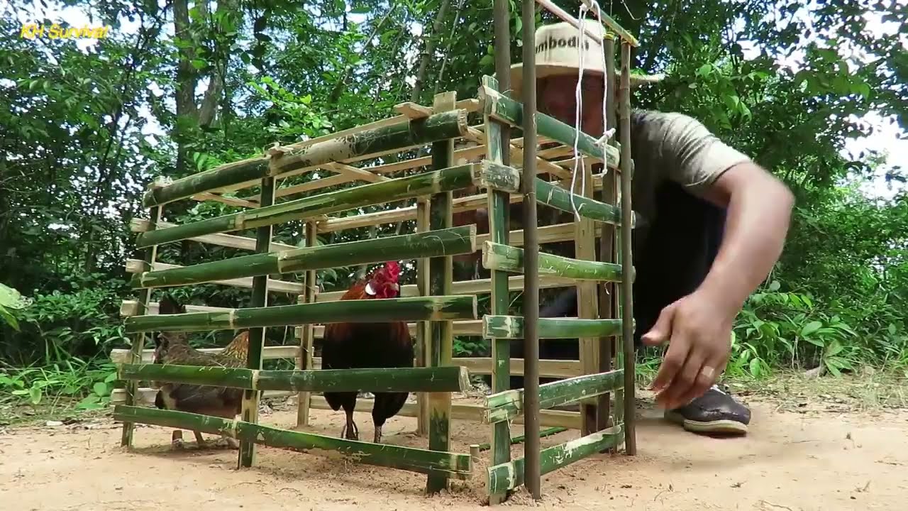 Build Creative Chicken Trap Using Bamboo Cage   Simple Chicken Trap That Work 100%