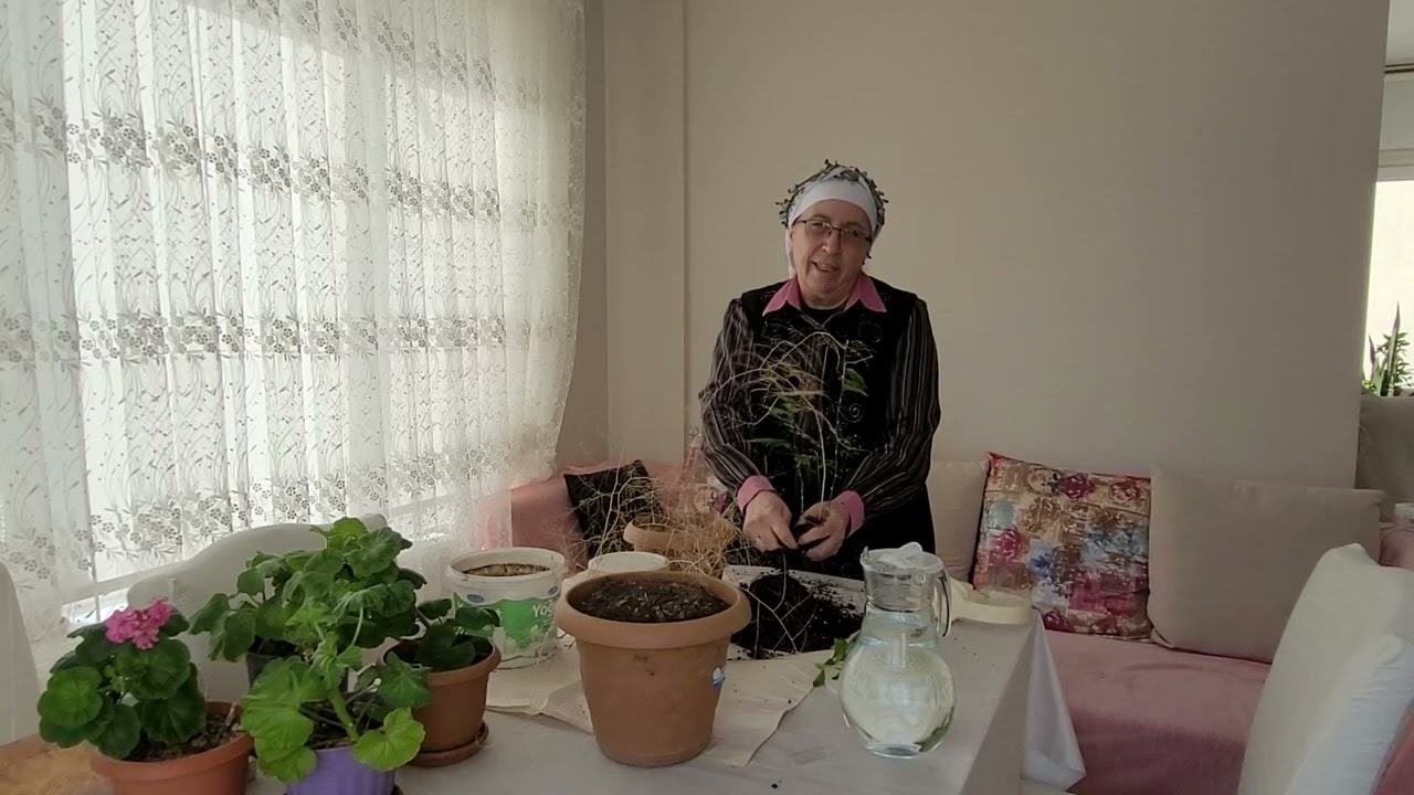 KUŞ KONMAZ ÇİÇEĞİ SAKSI DEĞİŞİMI NASIL YAPILIR