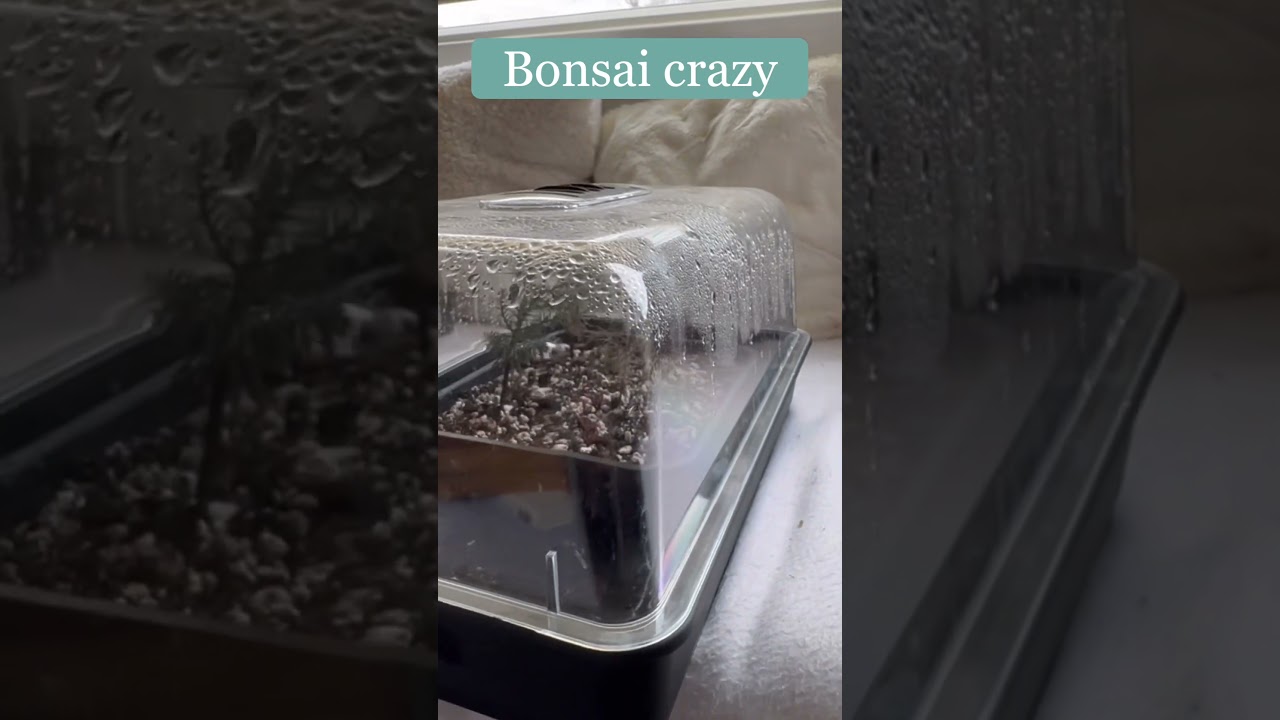 Giant sequoia bonsai saplings @Bonsaicrazy #bonsai #bonsaitree