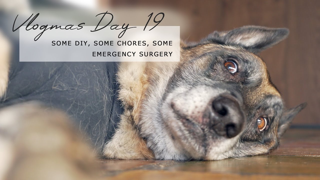 Poor thing! We had quite a day... - Vlogmas day 19