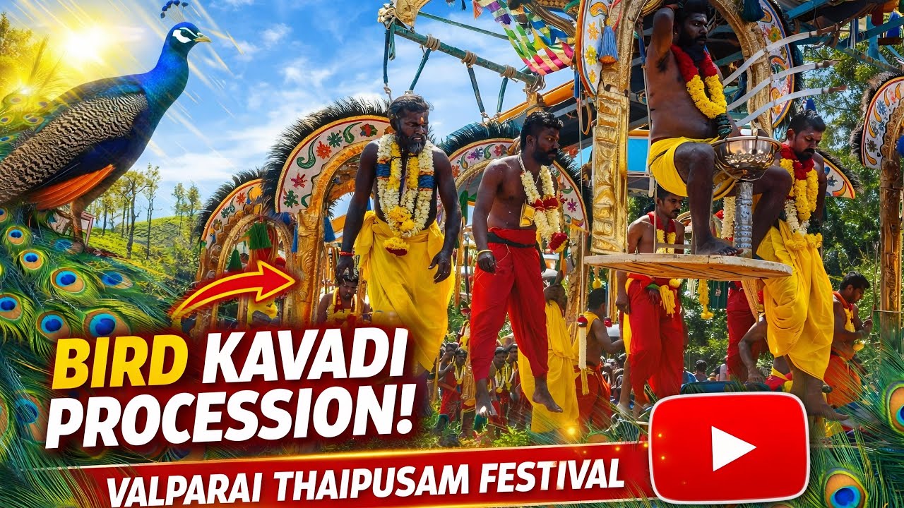 Vel Vel Muruga! 🔱 Thaipusam Paravai Kavadi | Valparai @saravananvlogs