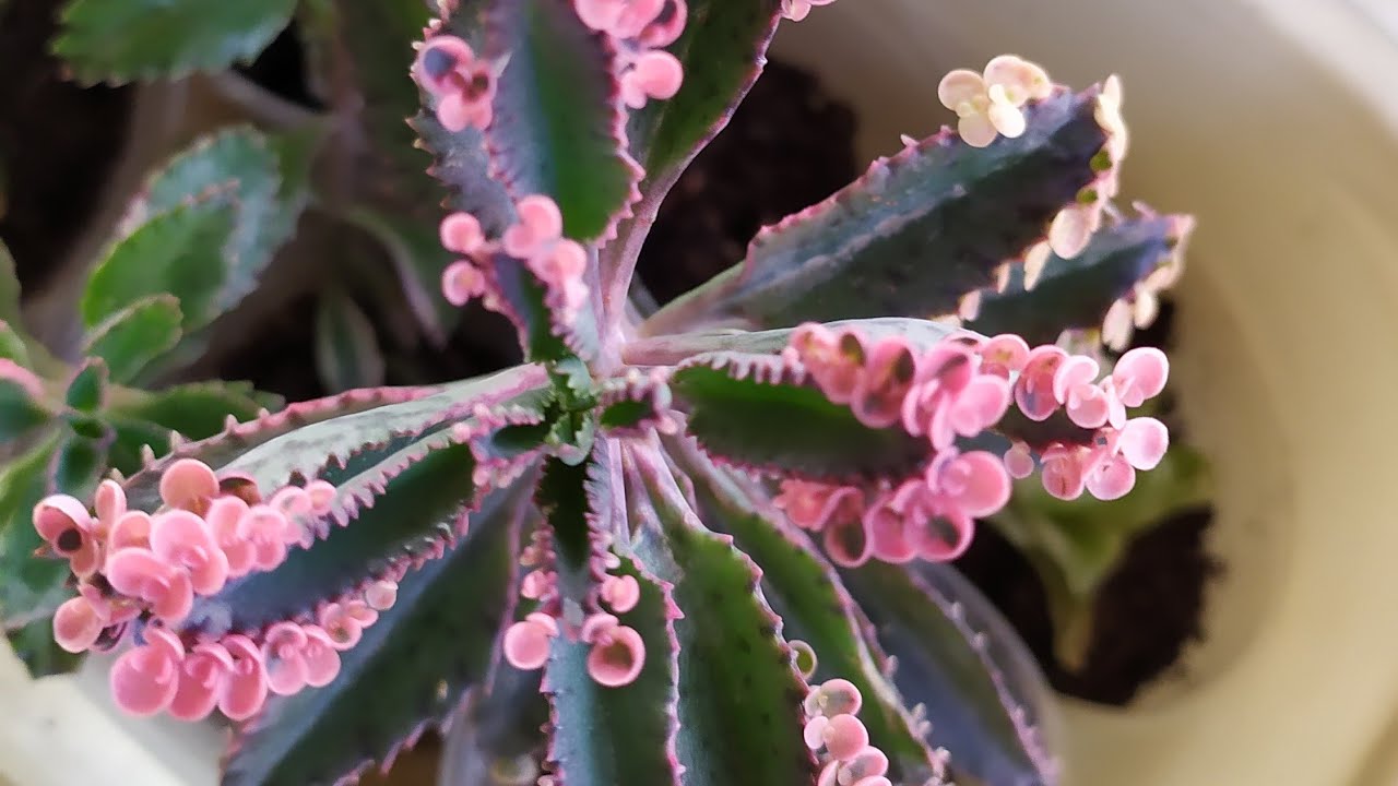 Aşkın gözyaşı çiçeğin de kelle alma. onları güzelce doğradım 🙈🔪🌵