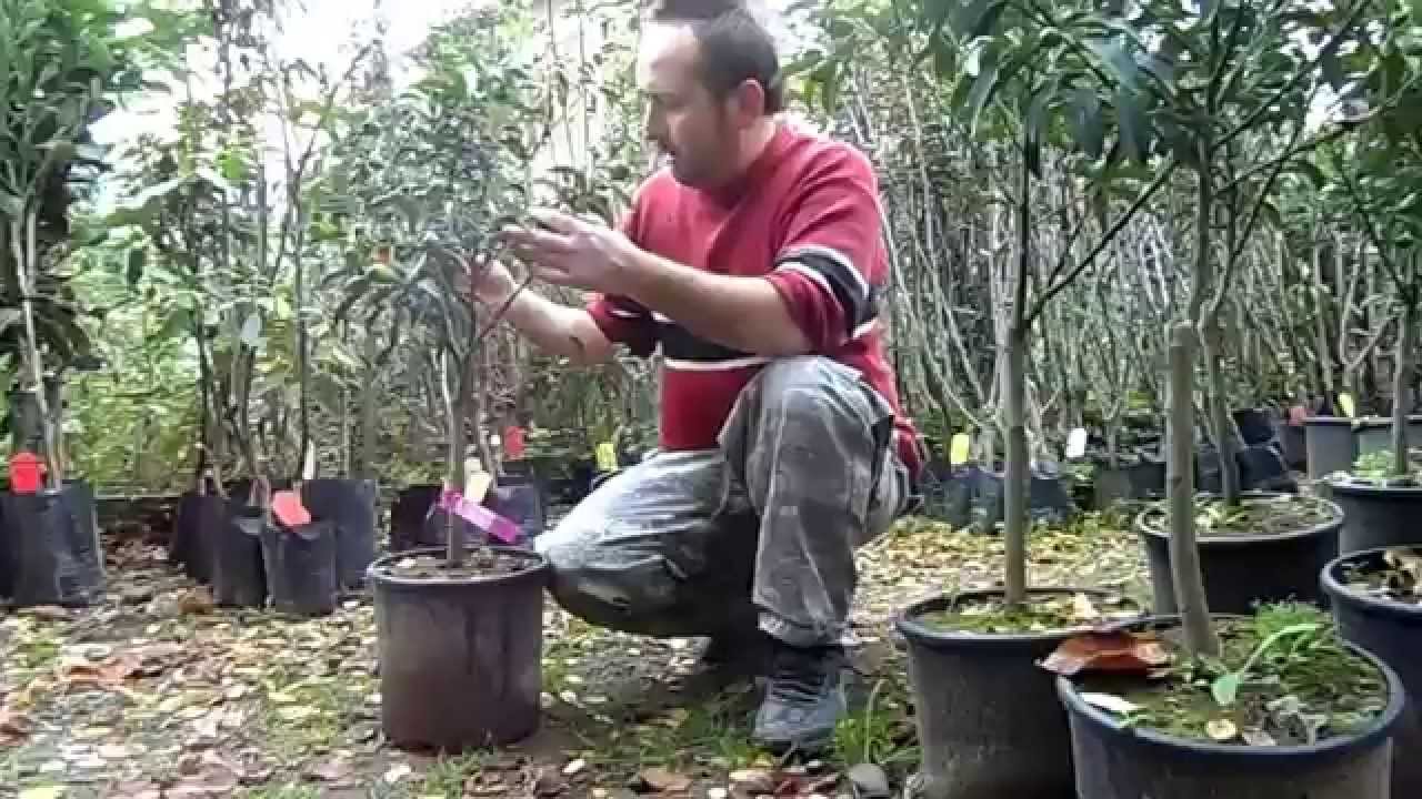 Kamkat Fidanı Bakımı