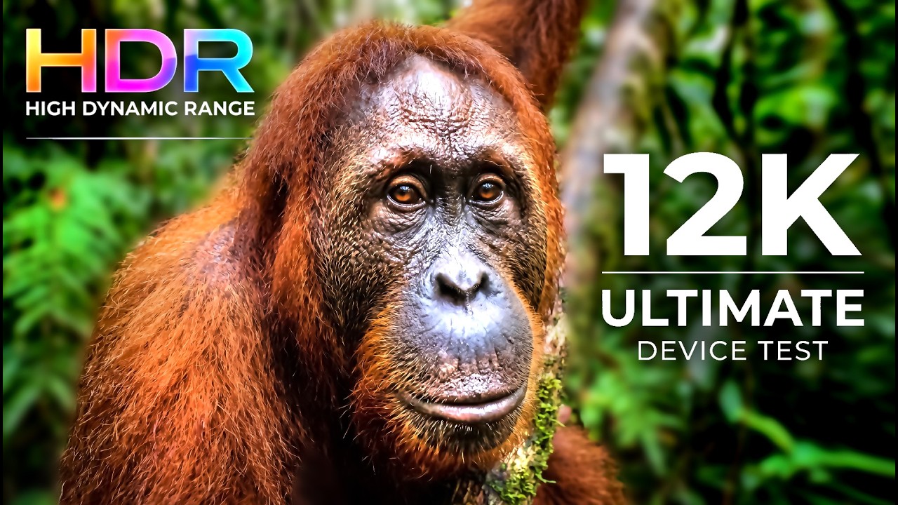 WILD ANIMALS in 12K ULTRA HD HDR 🦁 120fps Dolby Vision (4K / 8K TV)  Dolby Vision Test
