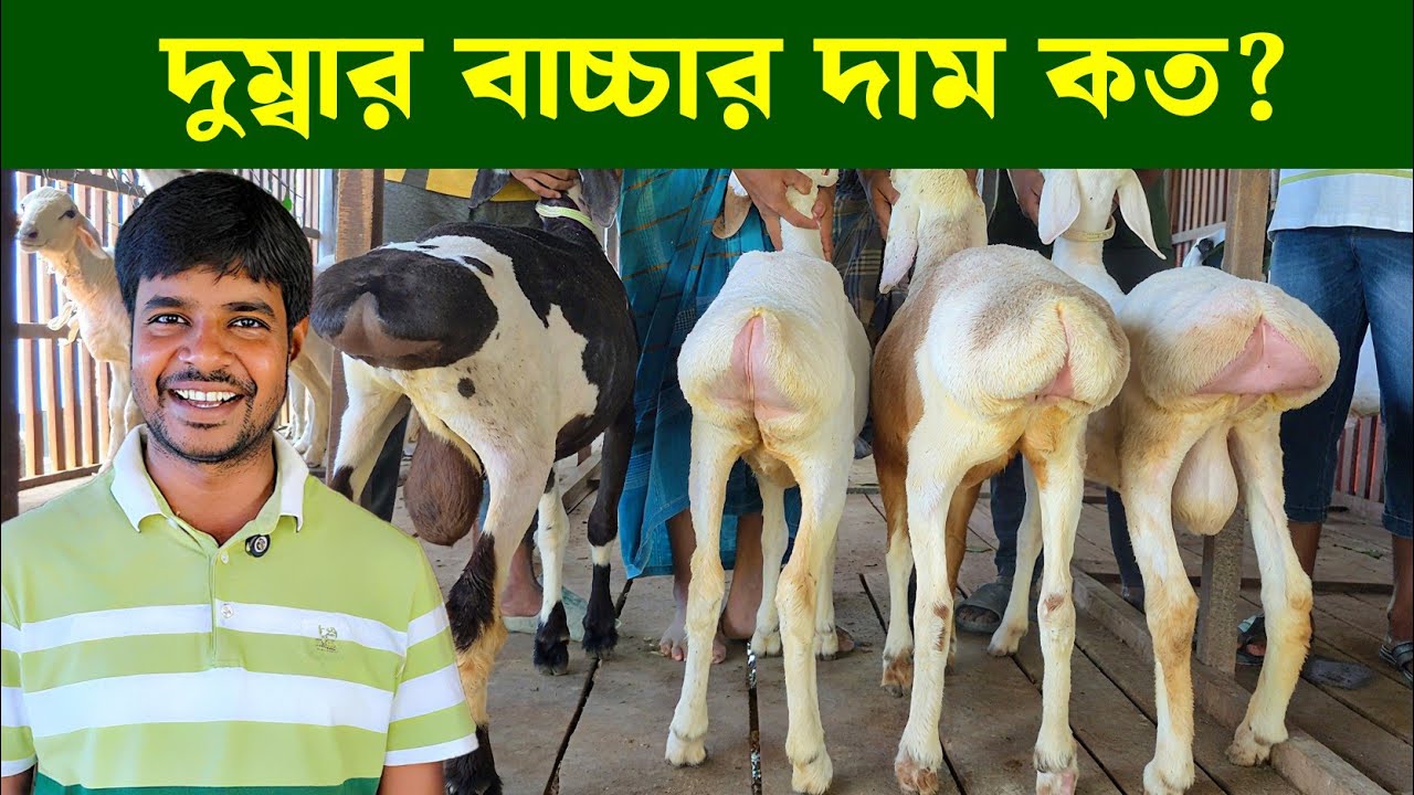 দুম্বার বাচ্চার দাম কত? বড় গর্ভবতী দুম্বা ও ডরপারের দাম জানুন। Dumba Sheep and darpar 