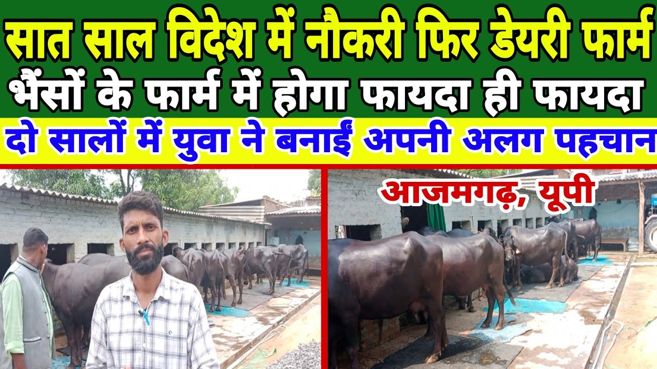 सात साल विदेश में नौकरी फिर डेयरी फार्म आज पूरा परिवार खुश हैं | dairy farm azamgarh uttar pradesh