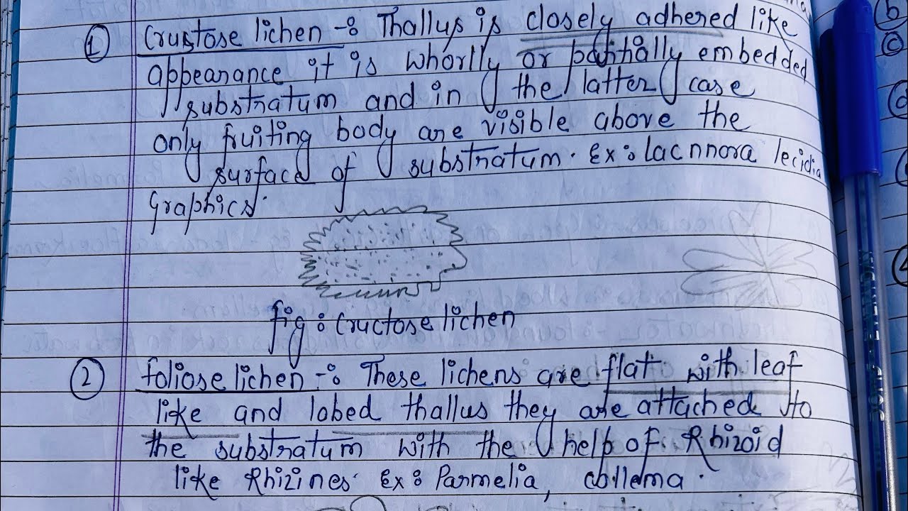 External Morphology of lichen with Handwritten notes 