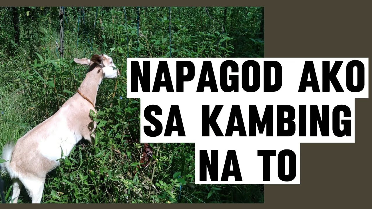 Heto na naman tayo maghahabulan