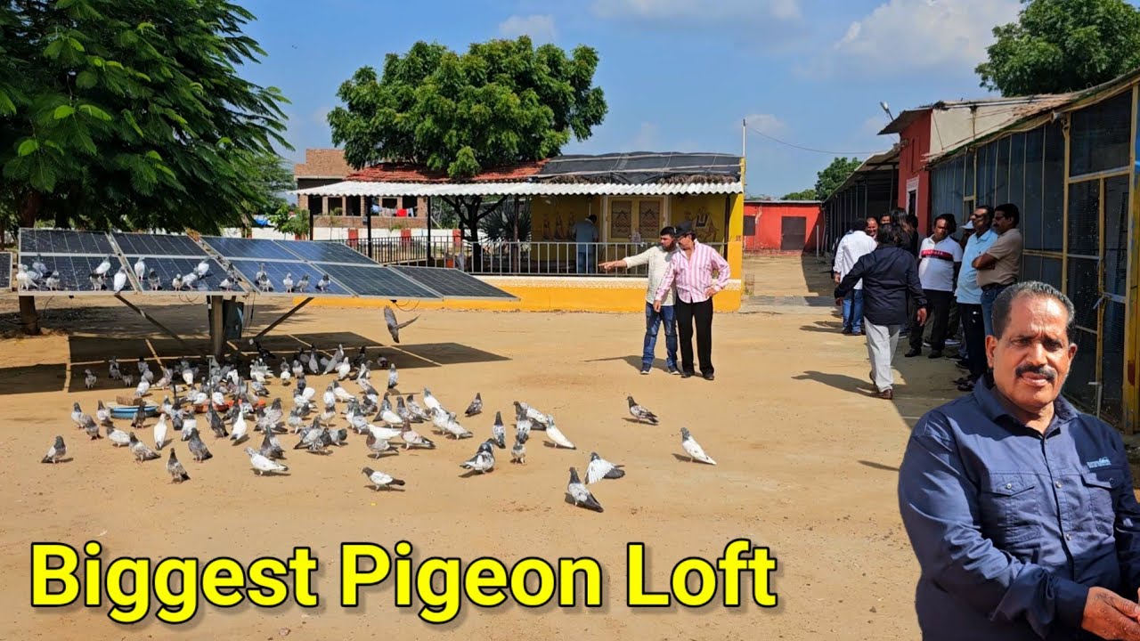 सबसे बड़ा कबूतर ख़ाना ! Biggest Pigen Loft of Ustad Shahid Tonk ! Rizwan Ali Sabri!Jaipur Tonk Pigeons