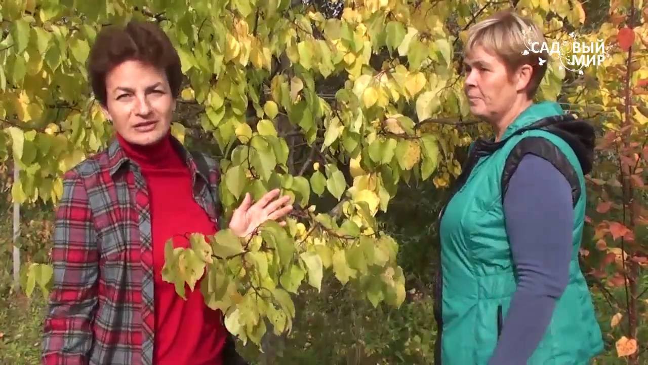 Как подкармливать абрикос