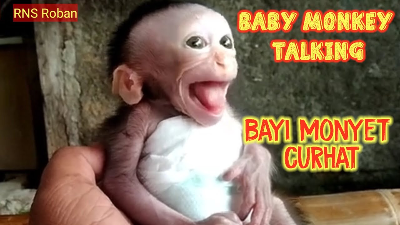 Baby monkey talking‼️#monkey #monyet #beruk #monpai #primate #primata #babymonkey @Babymonkey1