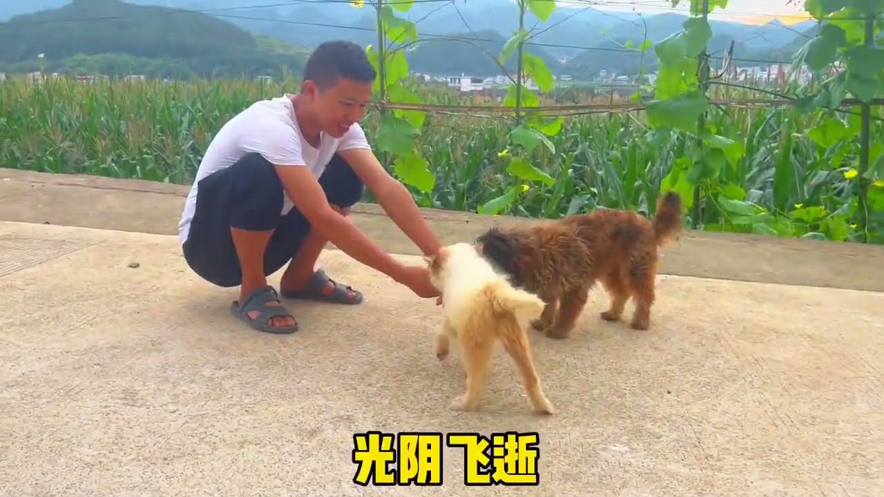 我和残疾狗的故事：61车祸后遗症爆发命悬一线，几经生死出现奇迹