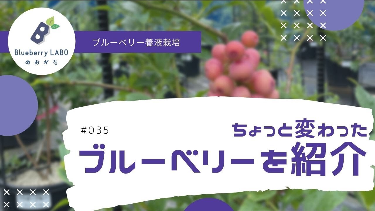 【ピンク色のブルーベリー】ちょっと変わった人気品種のブルーベリーを紹介します【家庭菜園】