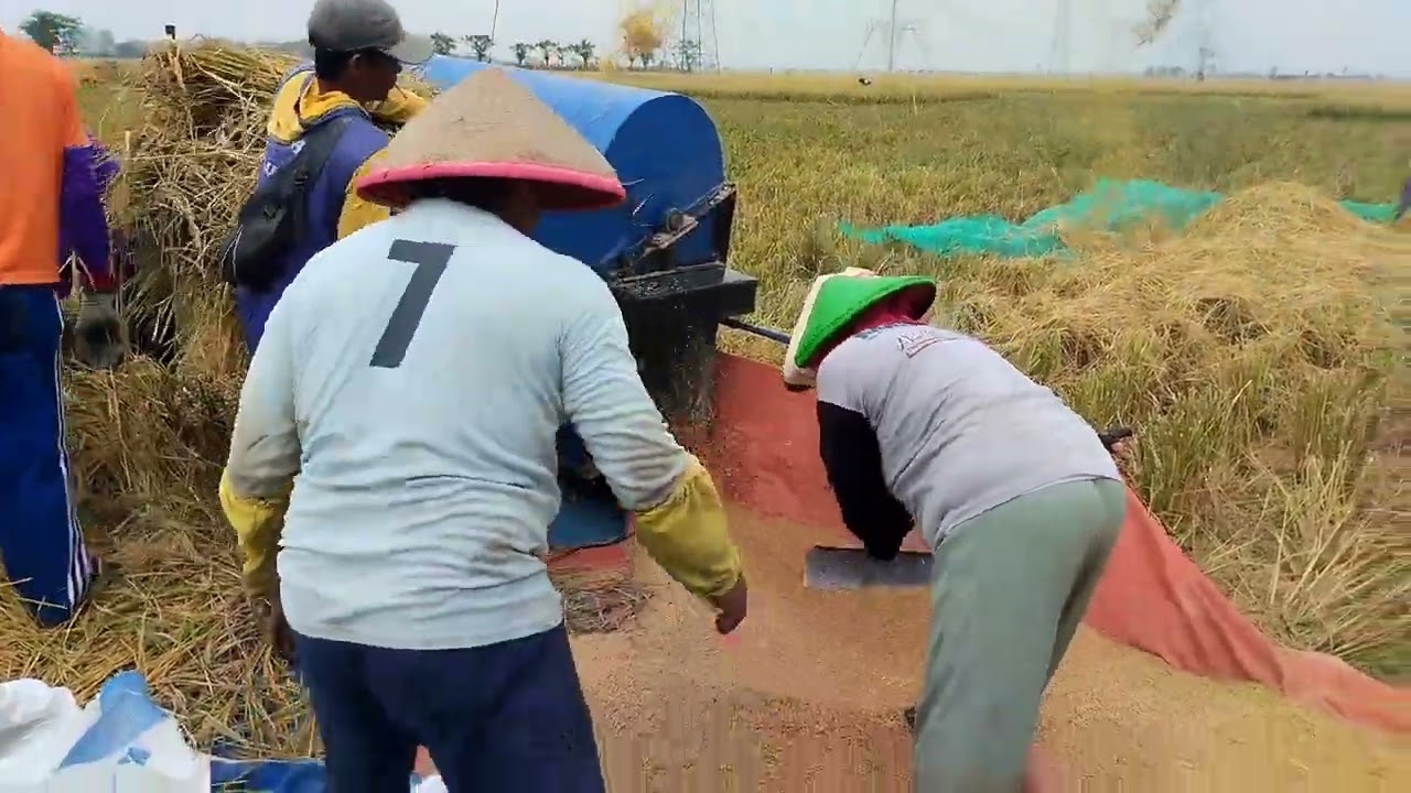 Suasana Panen Padi Menggunakan Mesin Gerabagan