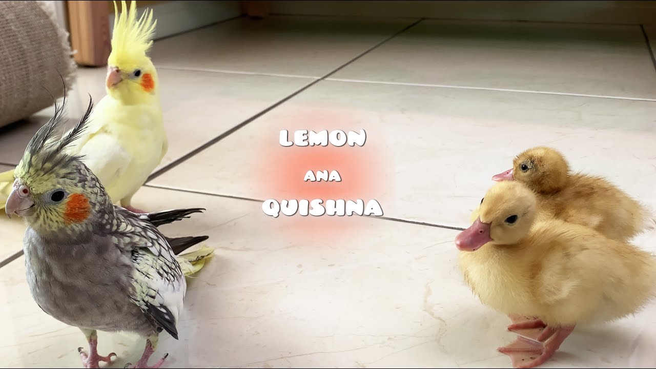 Что происходит, когда кореллы встречают утят