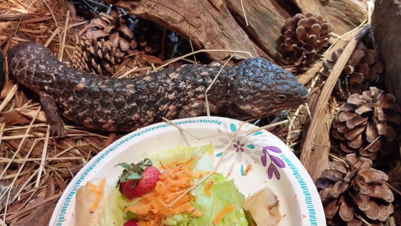 David Learns Stuff: Shingleback Skinks