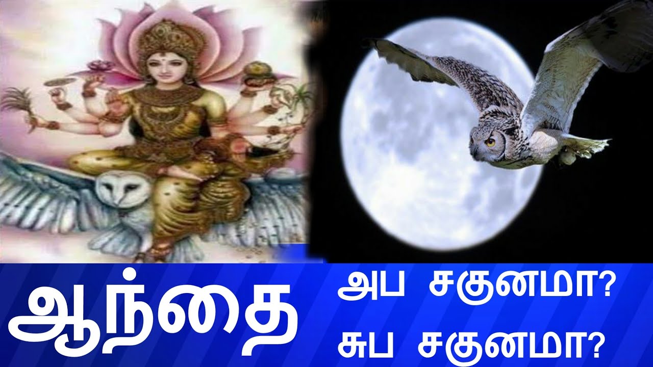🦉🦉 ஆந்தைகள் பற்றிய வித்யாசமான ஆச்சரியமான விசயங்கள்.... very unique talented Bird owl...