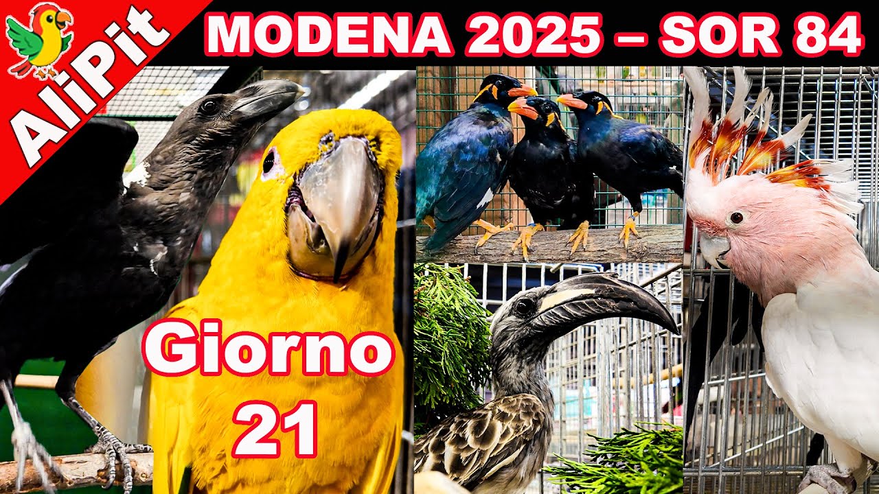 Fiera Ornitologica Internazionale Modena 2025 – SOR 84 Giorno 21, #SOR84 #birdshow #VideoFiera #bird