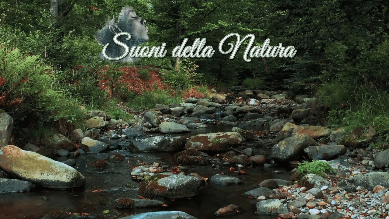 Suoni della Natura, rumore Ruscello e uccelli nel bosco, atmosfera di pace