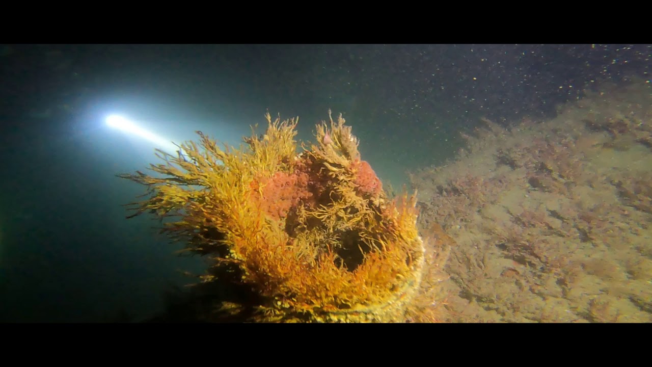 Diving Guernsey. Wreck Dive and conger feeding