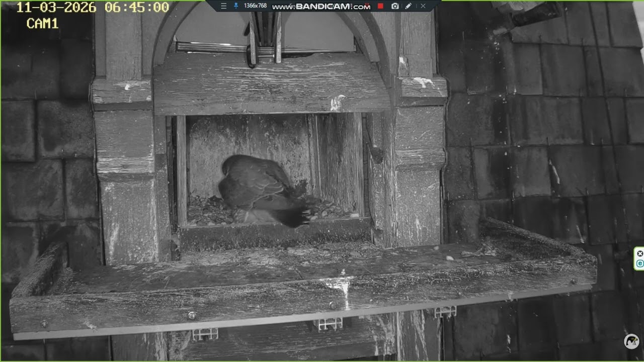 2026 11 mars  06h45 ponte du 4 ème oeuf