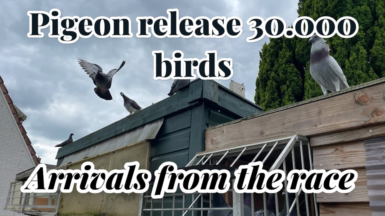 Pigeon Release 30.000+ Birds | Arrivals From the race | Racing pigeons