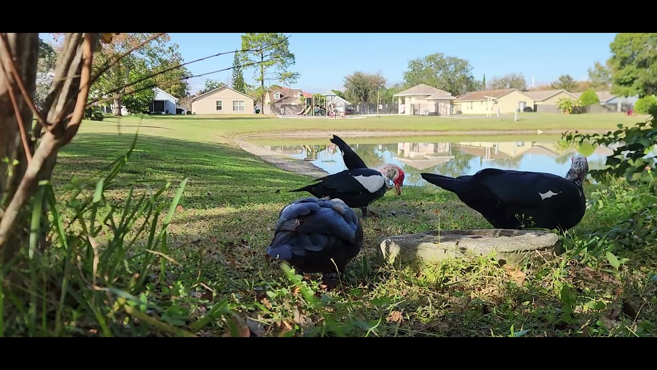 Muscovy clan feeding time ❤️ pt. 2
