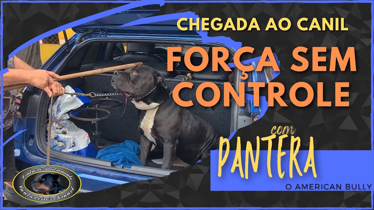 PANTERA - American Bully - Chegada ao Canil