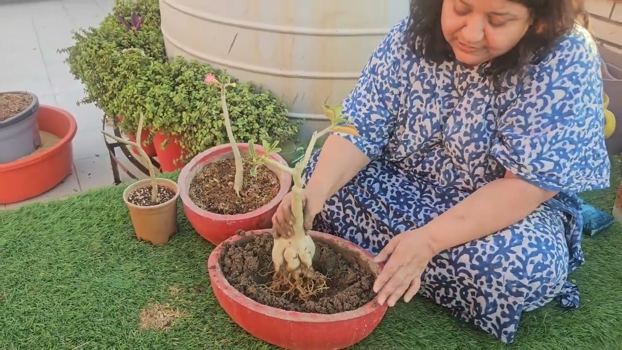 1 se 2 साल पुराने Adenium में करें ये काम