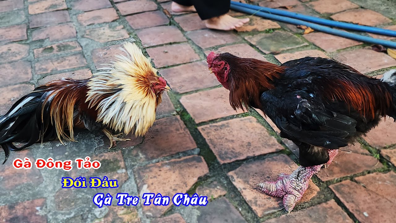 Thử Phản Ứng Gà Đông Tảo Với Gà Tre Tân Châu Đối Mặt Nhau | Tuấn Nghịch TV