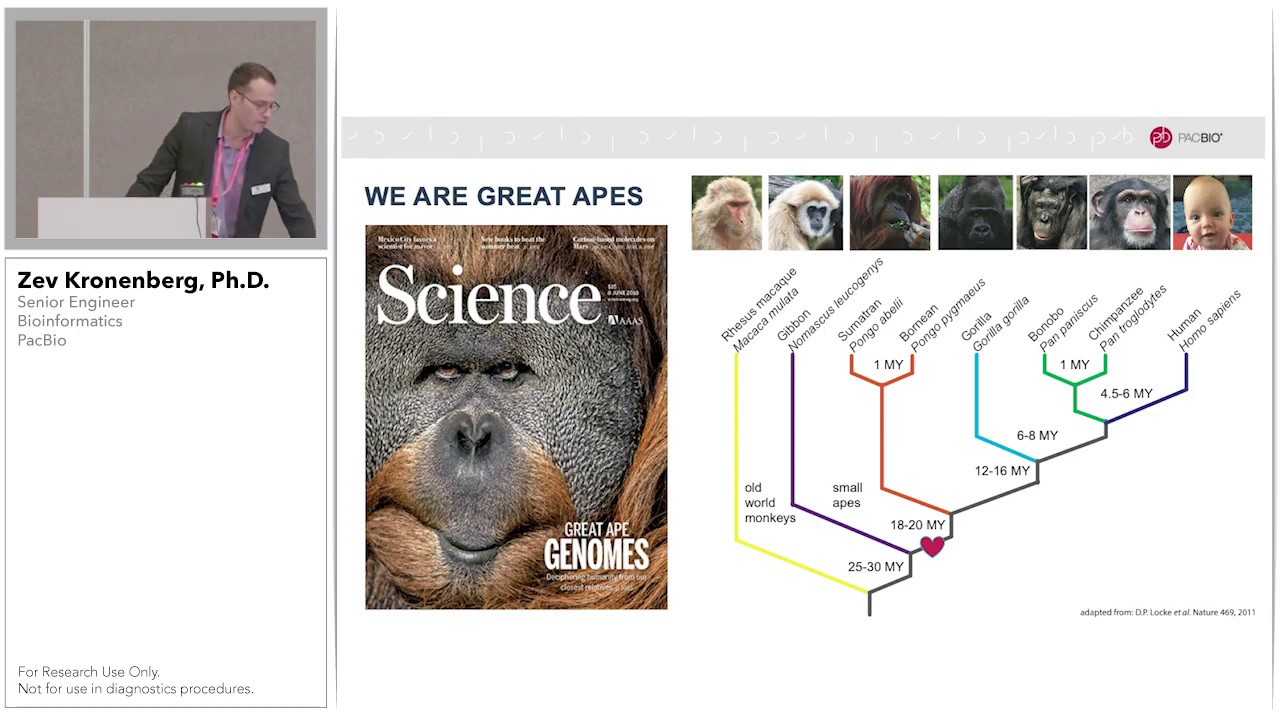 Characterizing Genetic Differences between Great Apes using Iso-Seq Data