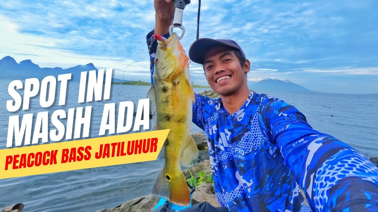 MANCING PEACOCK BASS LIAR DI INDONESIA? KESINI AJA GESSS!!