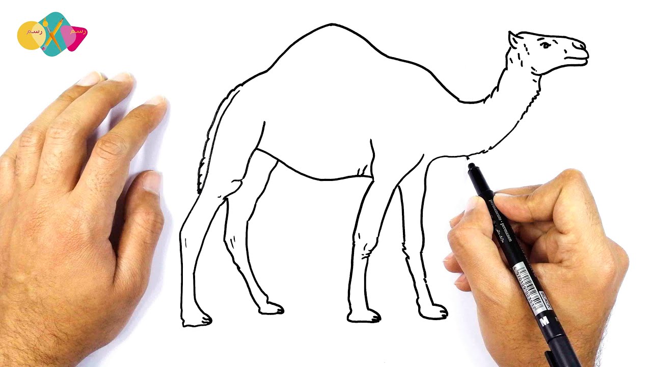 رسم جمل خطوة بخطوة للمبتدئين || كيف ترسم جمل | تعليم الرسم