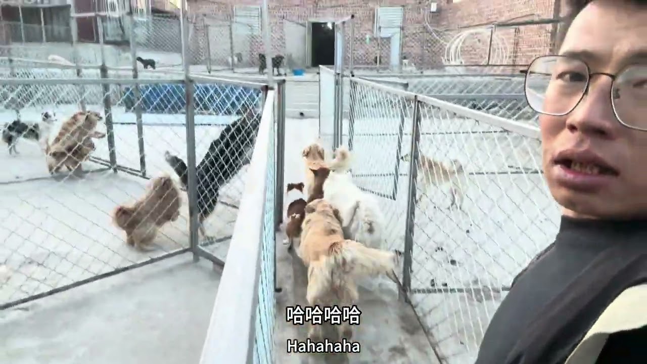 流浪狗狗的家园小伙是如何将猪圈改造成毛孩子们的幸福乐园？