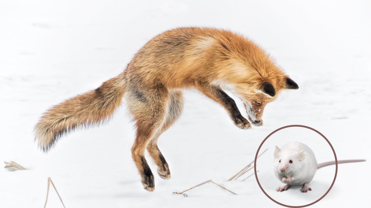 | Predation Animals | Foxes hunting and fox food | Fixo TV |