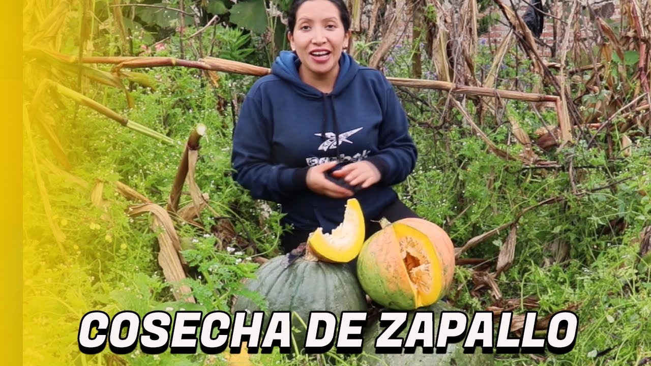 Como y cuando cosechar Zapallos o calabazas.