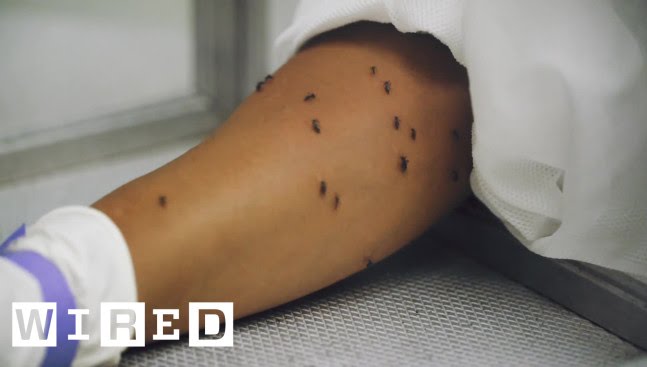 Here's How to Fight Zika: With More Mosquitoes | WIRED