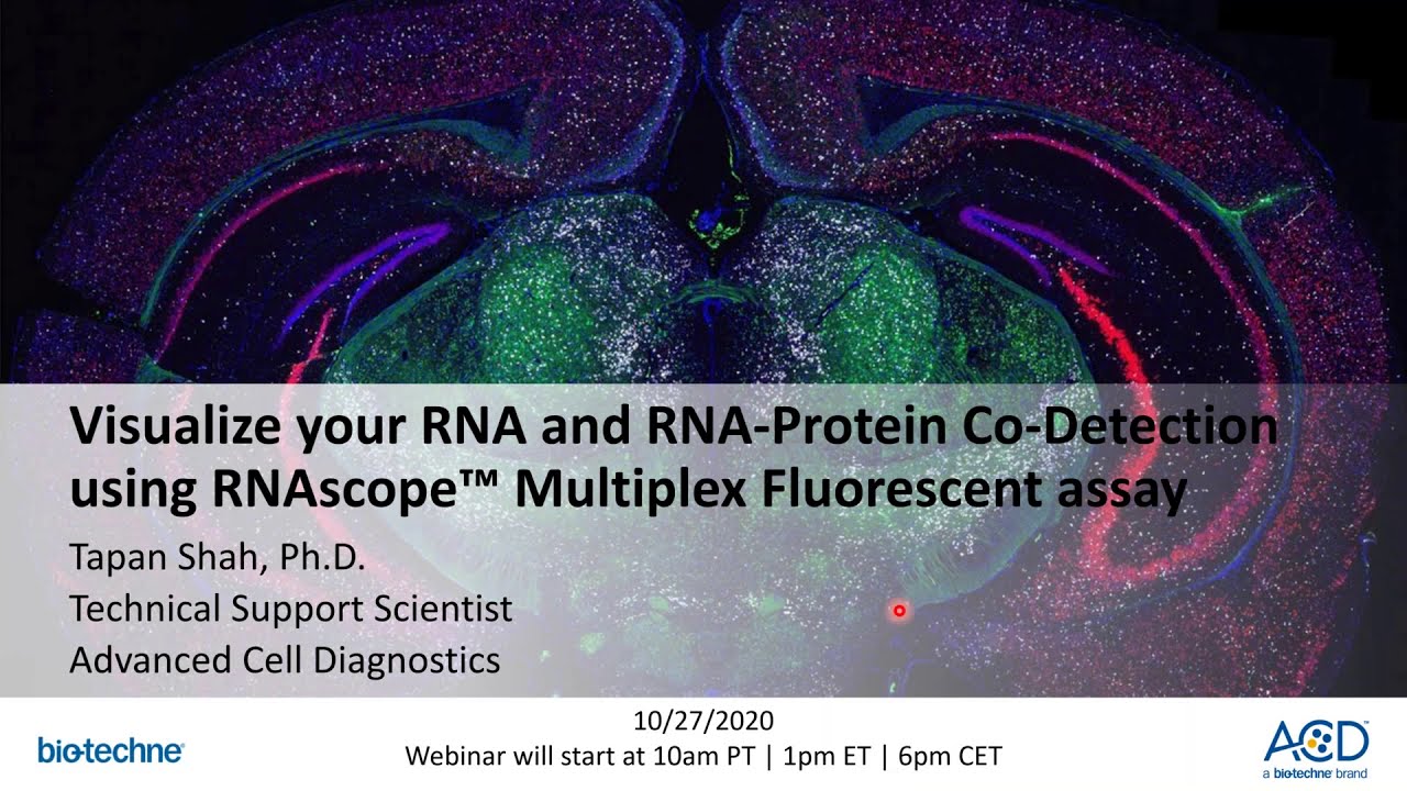 2020 Oct 27  ACD Support Webinar   Co Detection with Fluorescent Assays