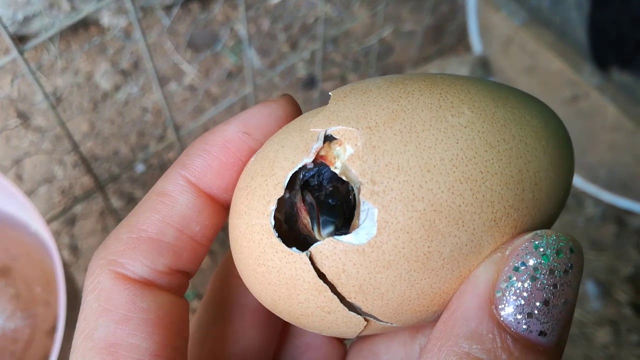 YA!!! NACIERON LOS POLLITOS DE COPETES PATO