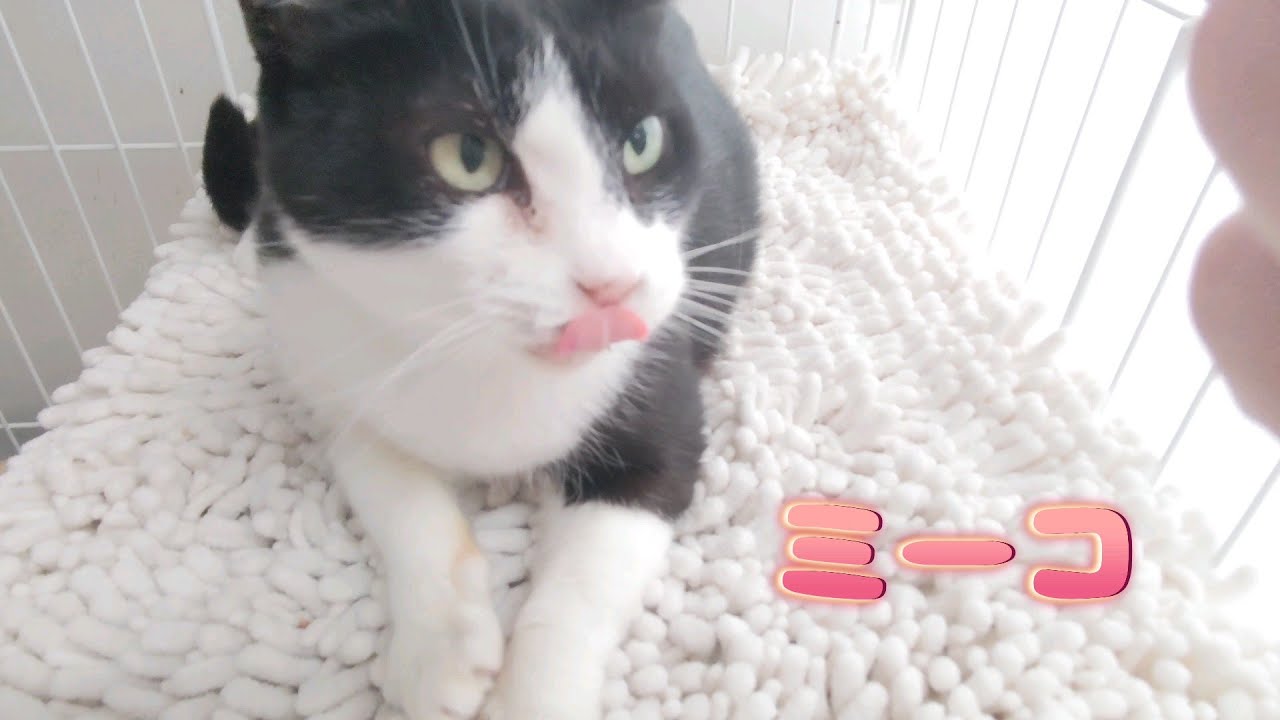 【保護猫】今日の主役はミーコちゃんだよ！